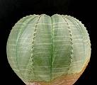 Euphorbia obesa