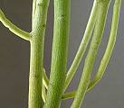 Euphorbia tirucalli